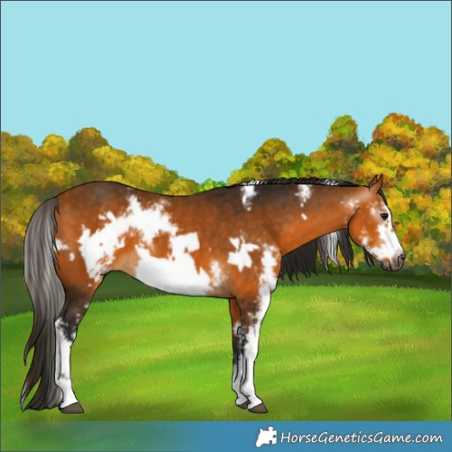 Horse Color:Gray Buckskin Sabino Frame 