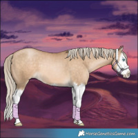 Horse Color:Chocolate Palomino Pearl Splash