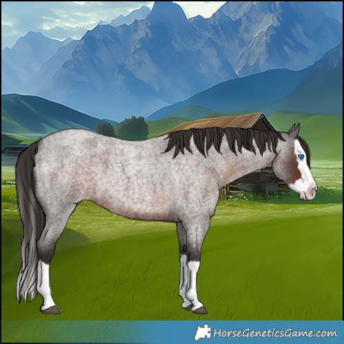 Horse Color:Liver Red Roan Splash 