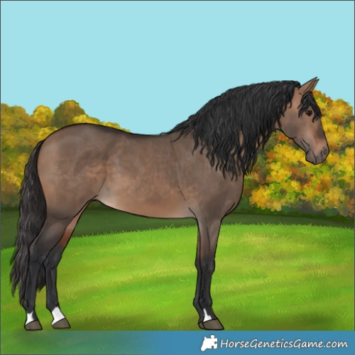 Horse Color:Bay Dun 