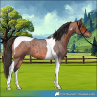 Horse Color:Bay Roan Tobiano 