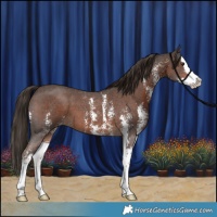 Horse Color:Liver Chestnut Sabino Splash 
