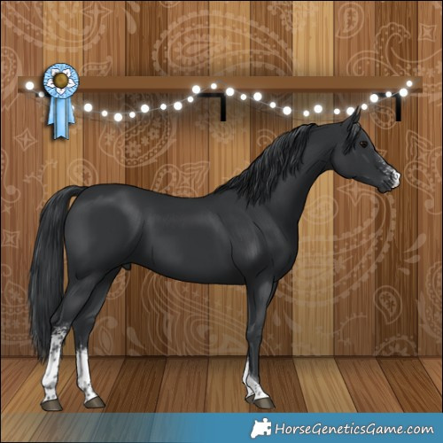 Horse Color:Black Sabino Tobiano 
