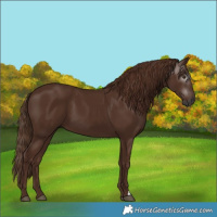Horse Color:Gray Chestnut 