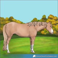 Horse Color:Gold Champagne 
