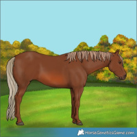 Horse Color:Chestnut 