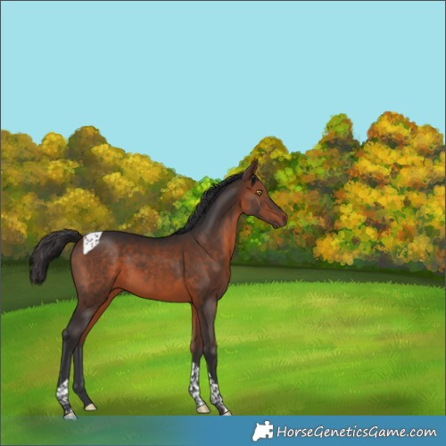 Horse Color:Bay Tobiano 