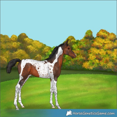 Horse Color:Brown Tobiano 