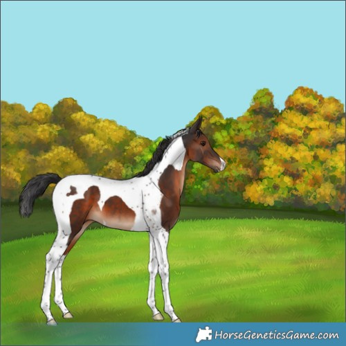 Horse Color:Brown Tobiano 
