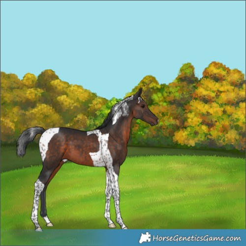 Horse Color:Brown Tobiano 