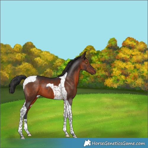 Horse Color:Brown Tobiano 
