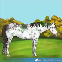Horse Color:White Spotted Liver Chestnut Ice Sabino Splash 