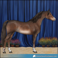 Horse Color:Liver Chestnut Rabicano 
