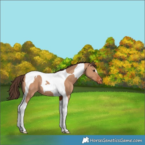 Horse Color:Bay Dun Tobiano Appaloosa 
