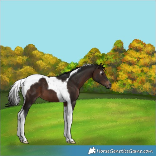 Horse Color:Gray Bay Tobiano 