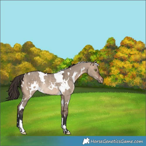 Horse Color:White Spotted Bay Dun Appaloosa Rabicano 