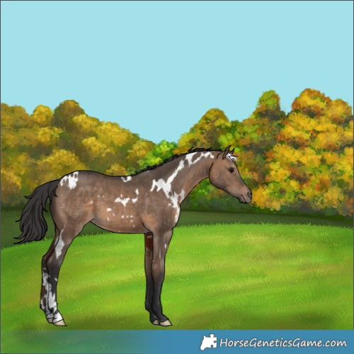 Horse Color:White Spotted Brown Dun