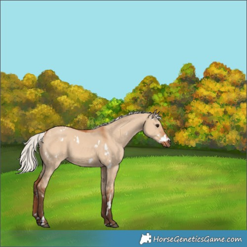 Horse Color:White Spotted Silver Bay Dun