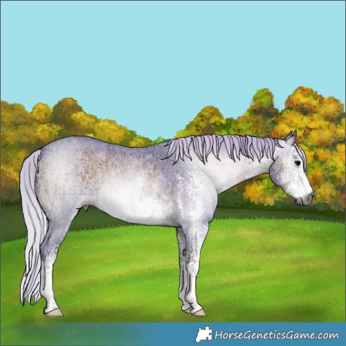 Horse Color:Gray Watercolor White Spotted Silver Brown Ice Onyx 