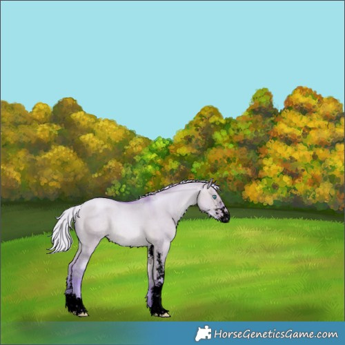 Horse Color:Void Watercolor Silver Buckskin Pearl Dun Sabino 