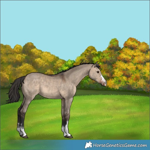Horse Color:Brown Dun 