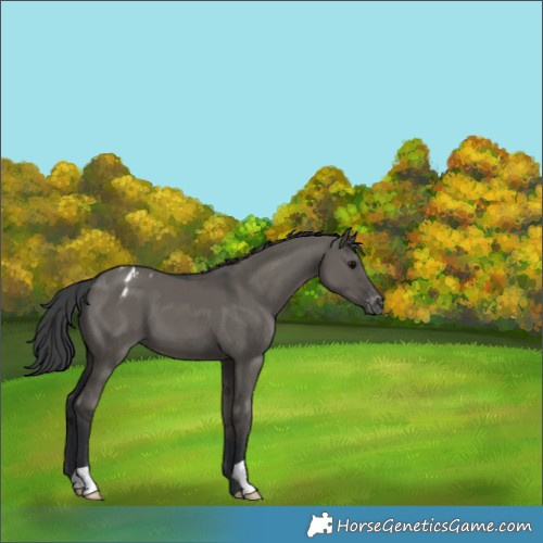 Horse Color:Grullo Appaloosa