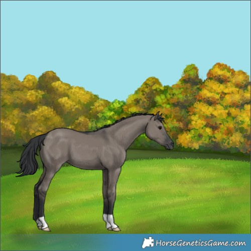 Horse Color:Grullo 