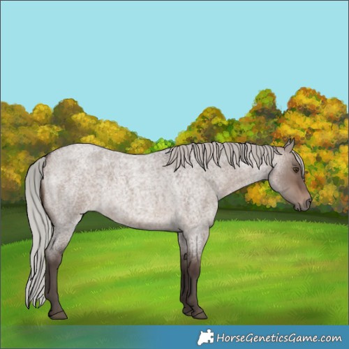 Horse Color:Silver Brown Roan Dun Mushroom 