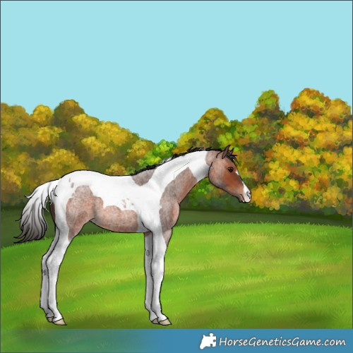 Horse Color:Bay Roan Tobiano 