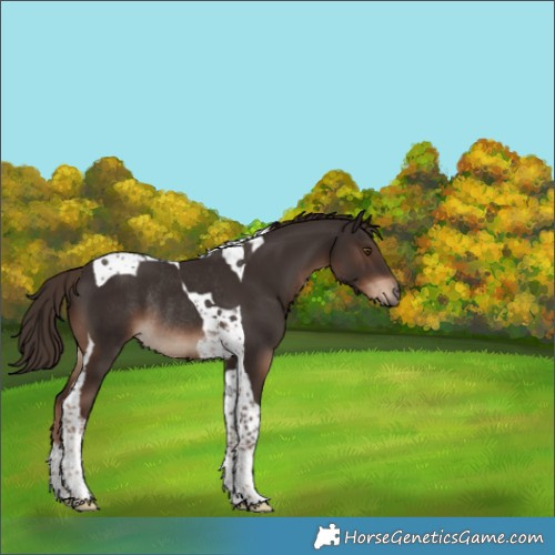 Horse Color:Liver Chestnut Tobiano Rabicano