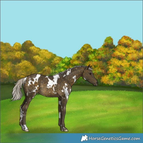 Horse Color:White Spotted Silver Buckskin Rabicano 