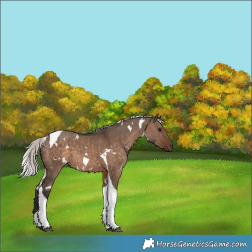 Horse Color:White Spotted Silver Brown Dun Tobiano 