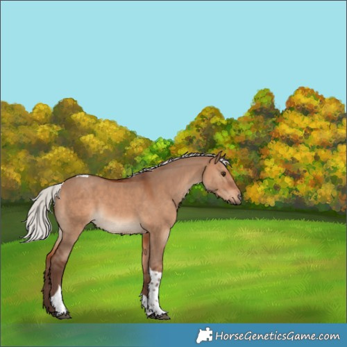 Horse Color:Silver Brown Dun Tobiano 
