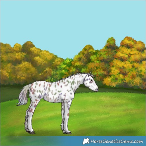 Horse Color:Nacre Silver Grullo Tobiano Appaloosa 