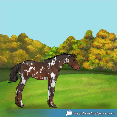 Horse Color:White Spotted Liver Chestnut 