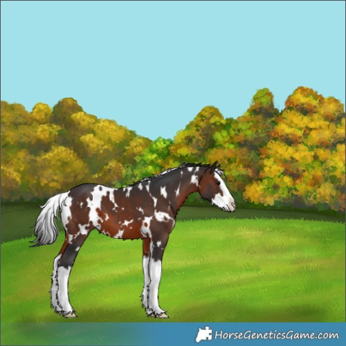 Horse Color:White Spotted Brown Splash 