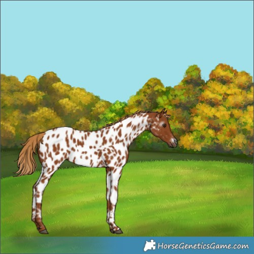Horse Color:Gray White Spotted Chestnut Appaloosa 