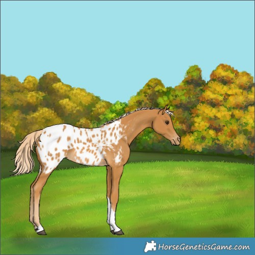 Horse Color:Palomino Tobiano Appaloosa 