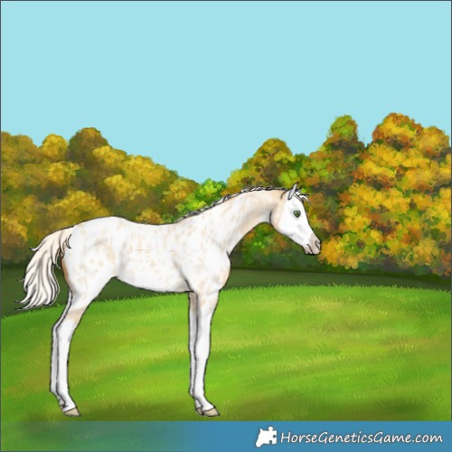 Horse Color:Silver Classic Cream Champagne Roan Splash Appaloosa 