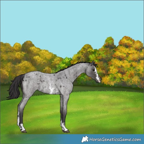 Horse Color:Smoky Blue Roan Sabino