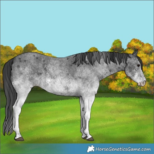 Horse Color:White Spotted Blue Roan 