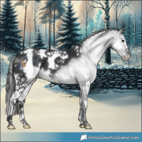 Horse Color:White Spotted Black Splash 