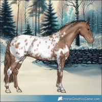 Horse Color:White Spotted Black Pearl Appaloosa 