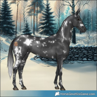 Horse Color:White Spotted Black 