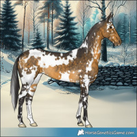 Horse Color:White Spotted Buckskin Splash 