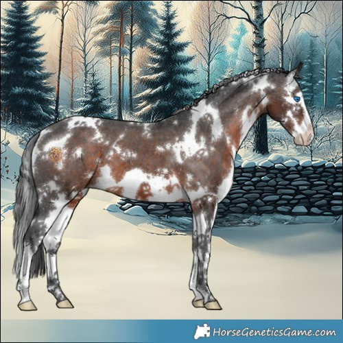 Horse Color:White Spotted Brown Splash Appaloosa