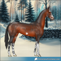 Horse Color:White Spotted Brown 