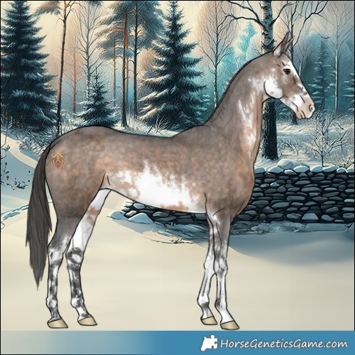 Horse Color:White Spotted Brown Dun Appaloosa