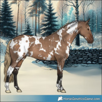 Horse Color:White Spotted Liver Red Dun 