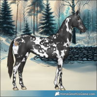 Horse Color:Gray White Spotted Liver Chestnut Tobiano 